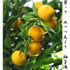 俳諧歳時記A580・・・♪