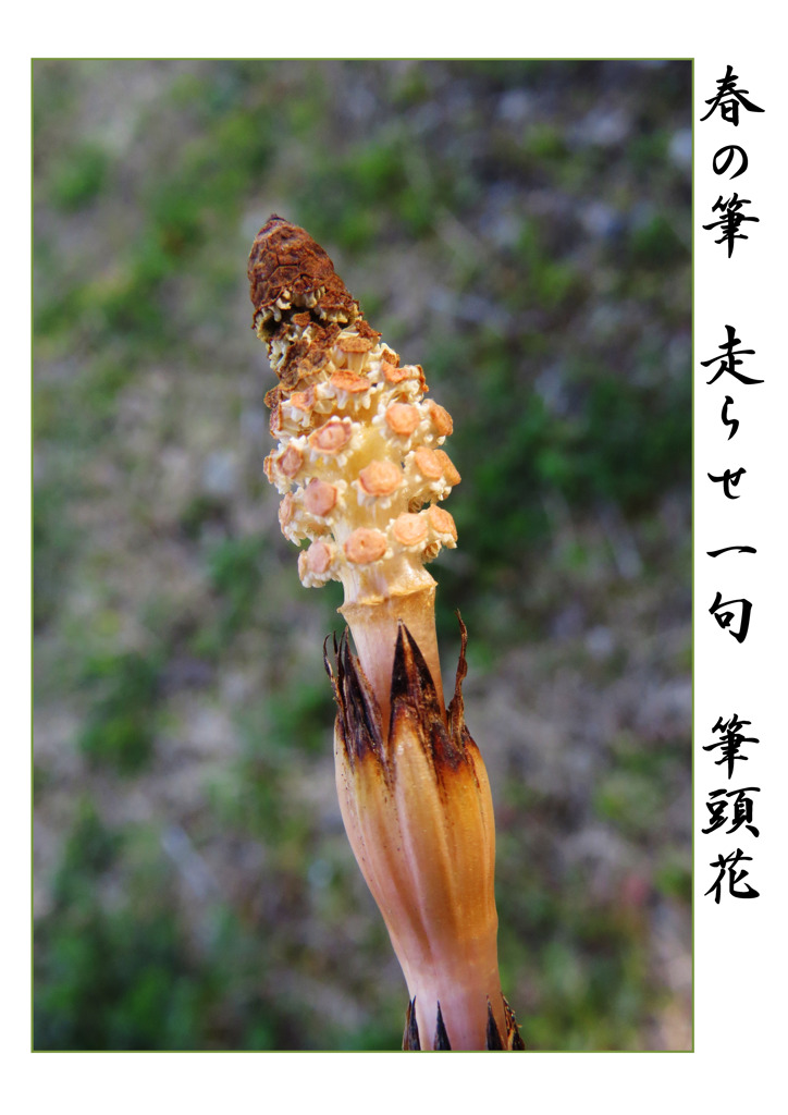 俳諧歳時記A594・・・♪