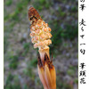 俳諧歳時記A594・・・♪