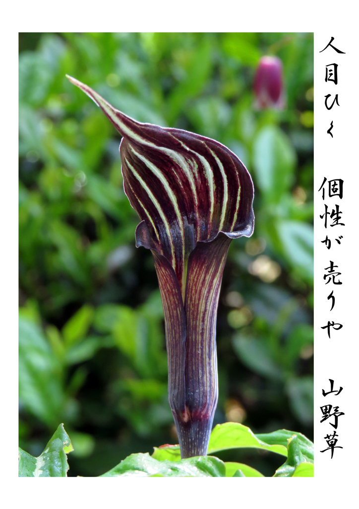 俳諧歳時記A143・・♪