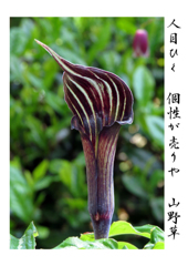 俳諧歳時記A143・・♪