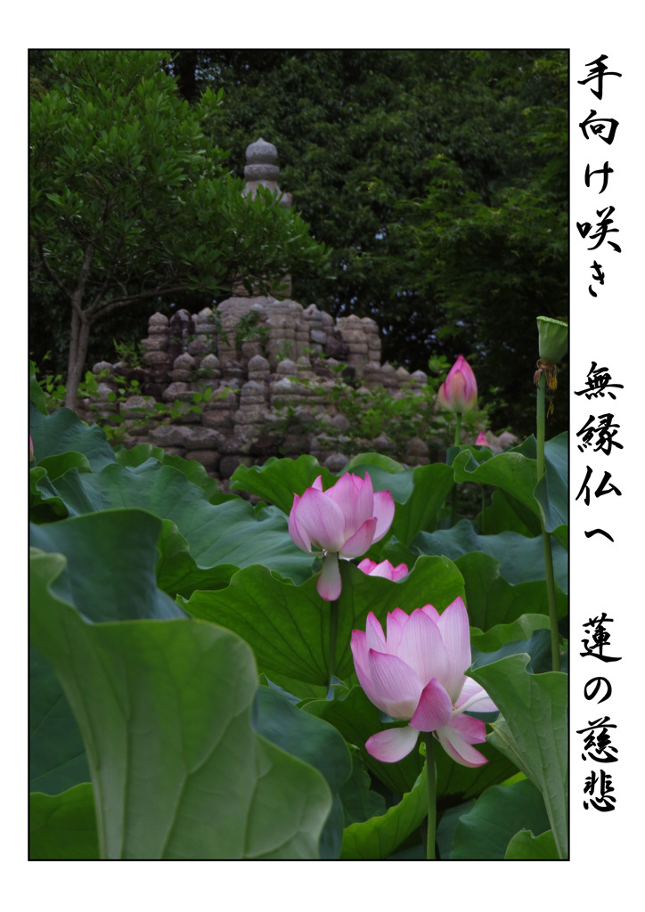 俳諧歳時記A627・・・♪