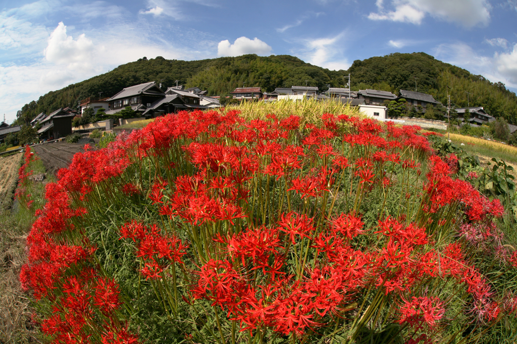 日本の四季の一駒・・♪