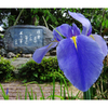 俳諧歳時記A387・・・♪