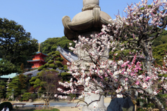 『梅かおる須磨寺！　その２』・・・♪