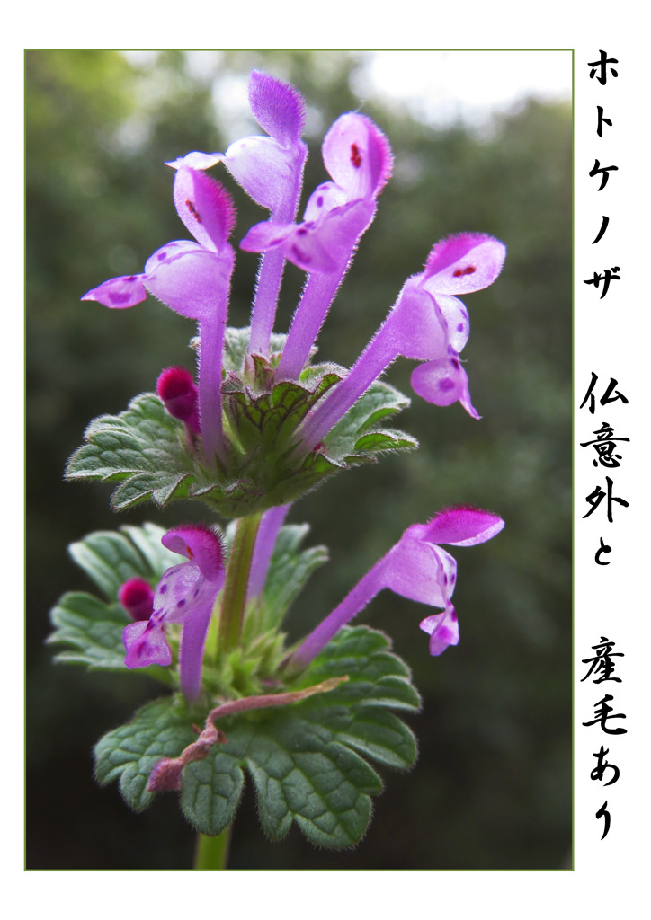 俳諧歳時記A440・・・♪