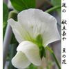 俳諧歳時記A595・・・♪