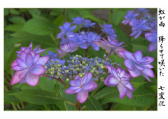俳諧歳時記A615・・・♪