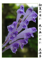 俳諧歳時記A605・・・♪