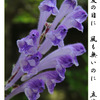 俳諧歳時記A605・・・♪