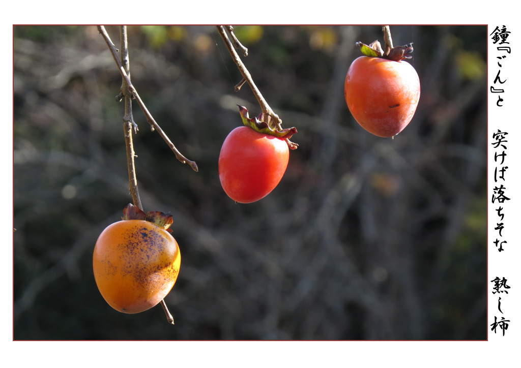 俳諧歳時記A648・・・♪