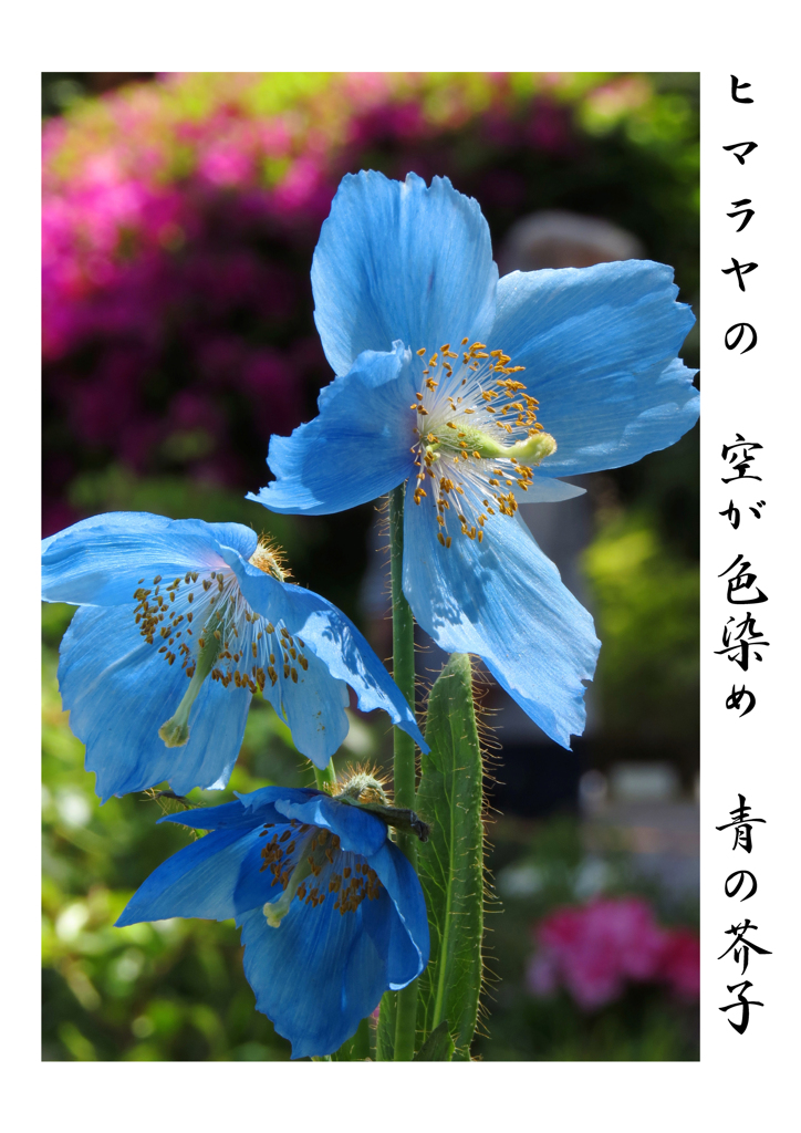 俳諧歳時記A142・・♪