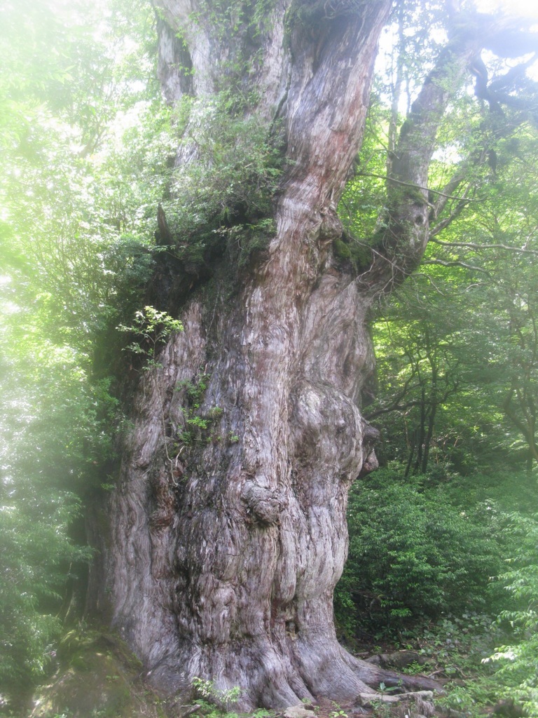屋久島 縄文杉