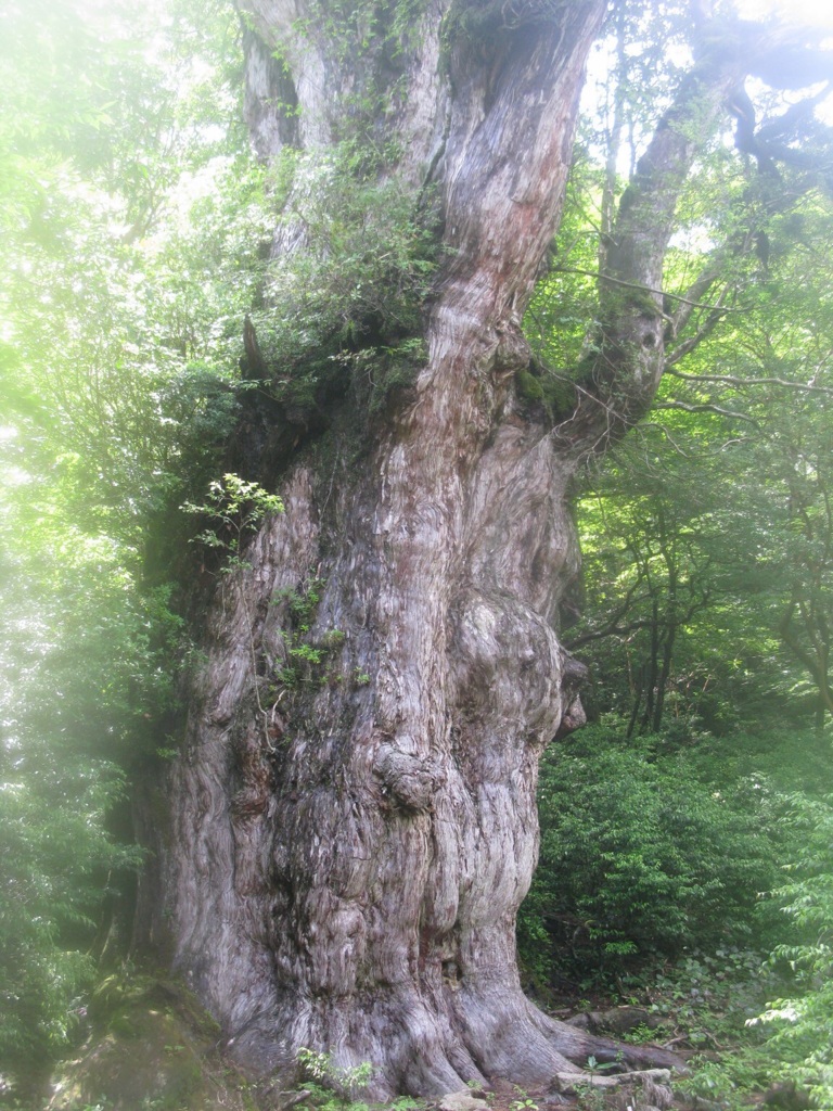 屋久島 縄文杉