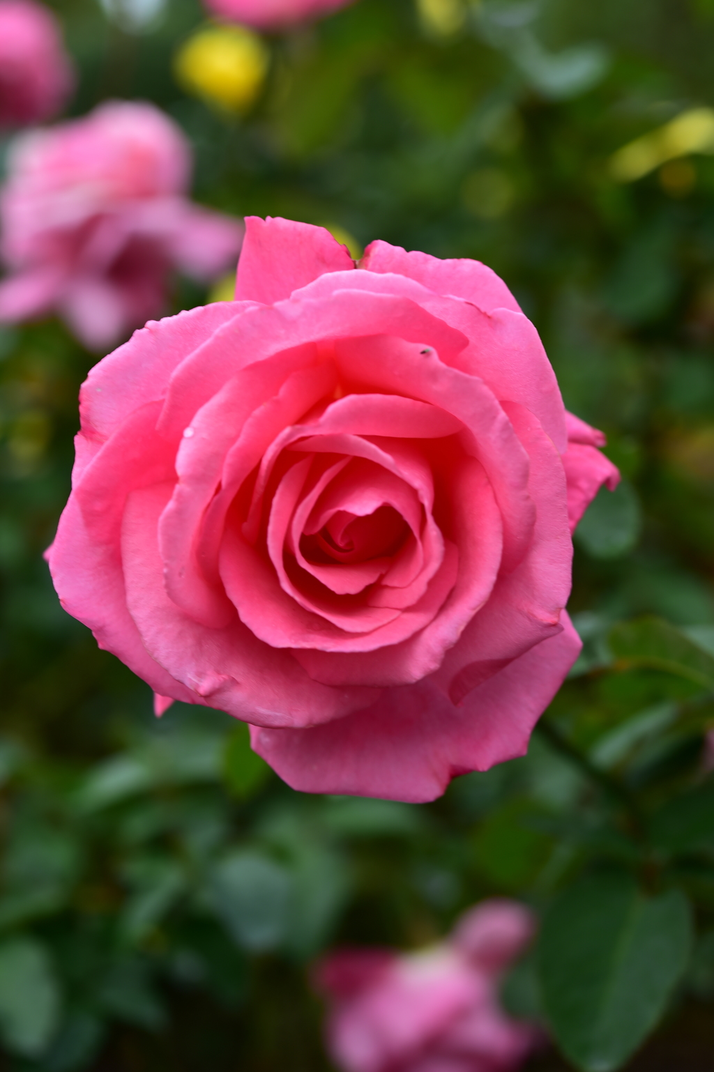 DSC_4270