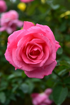 DSC_4270