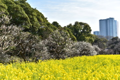 浜離宮恩賜庭園 3月