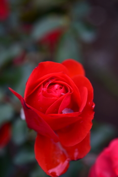 DSC_4271