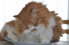 眠い…