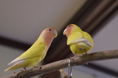 語り合いインコ