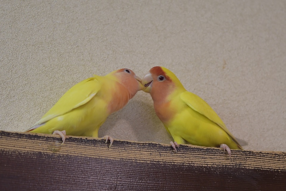 bird kiss