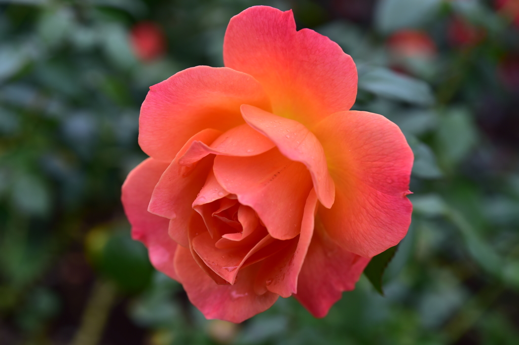 DSC_4267