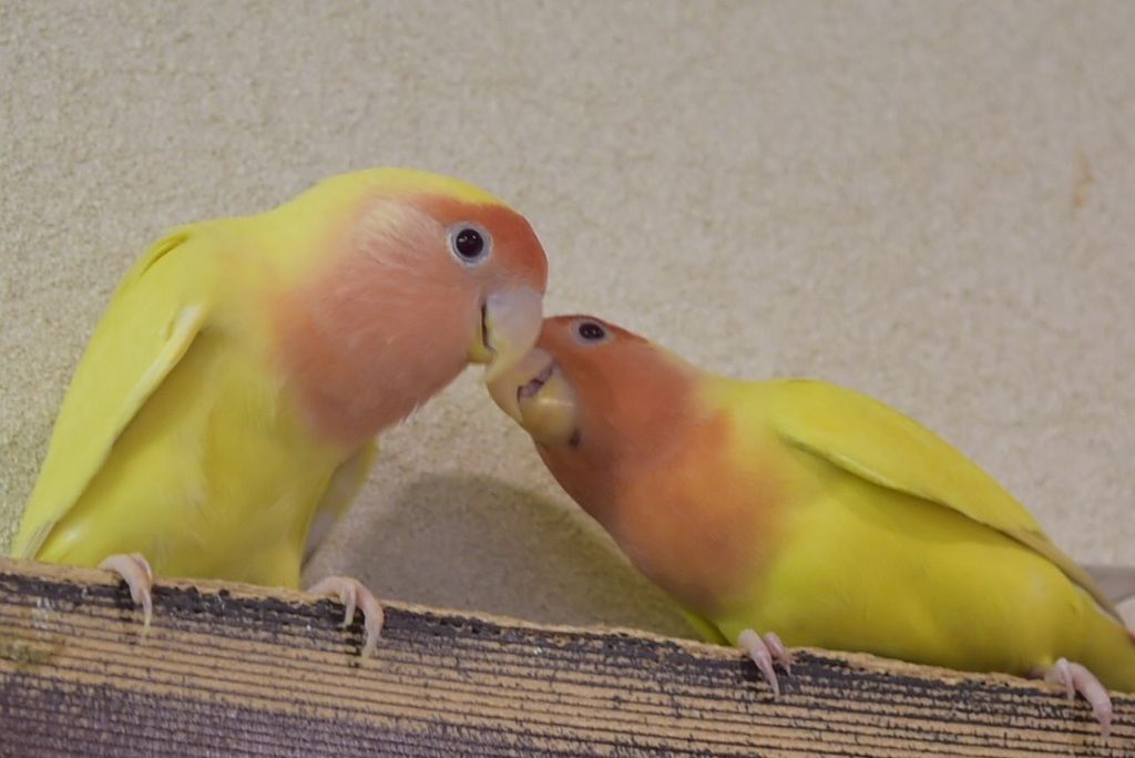 じゃれ合いインコ