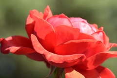 薔薇の笑顔