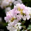 お花