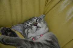 猫　すやすや