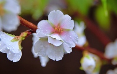 久米の桜