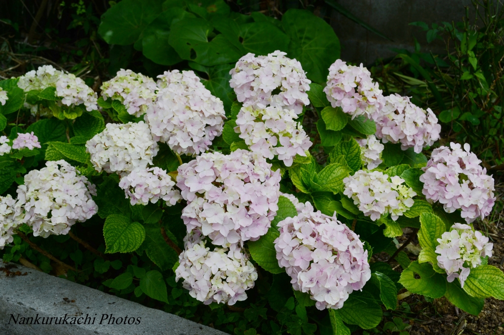 紫陽花　沖縄　珍しい？