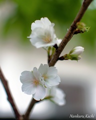 久米の桜　2