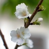 久米の桜　2