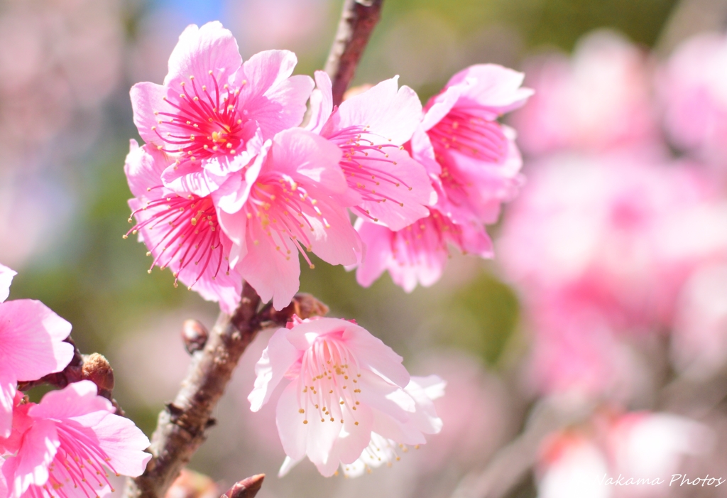 緋寒桜　3　2017