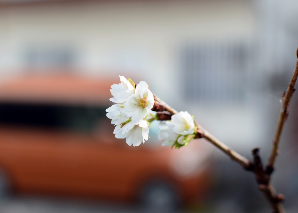 クメノ桜