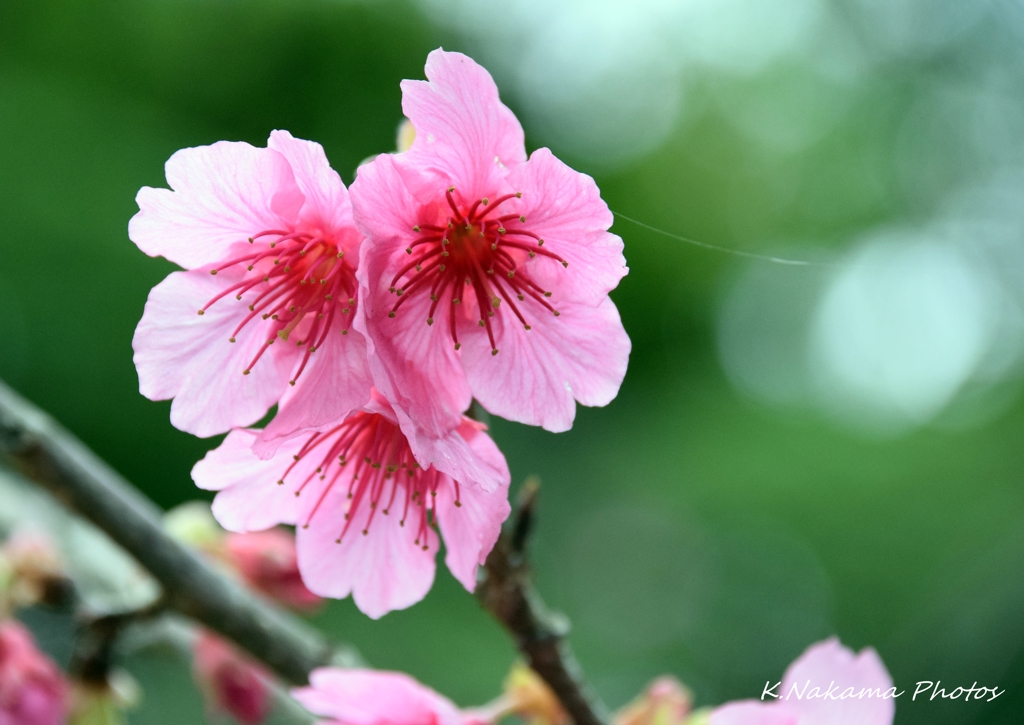 緋寒桜　1　2017