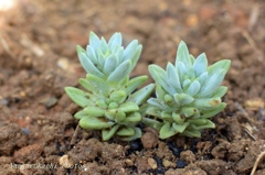 庭に植えた多肉植物