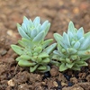 庭に植えた多肉植物