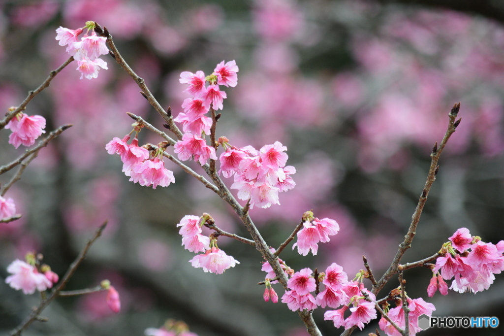 八重岳　桜