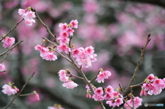 八重岳　桜