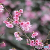 八重岳　桜