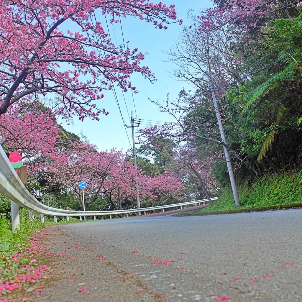八重岳の桜　1 2021