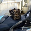 猫あるある