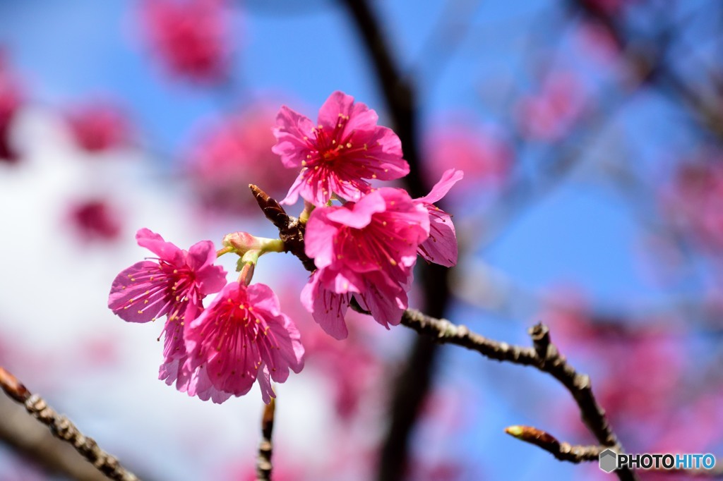 寒緋桜 （かんひざくら) 「緋寒桜」（ひかんざくら）2