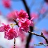 寒緋桜 （かんひざくら) 「緋寒桜」（ひかんざくら）2