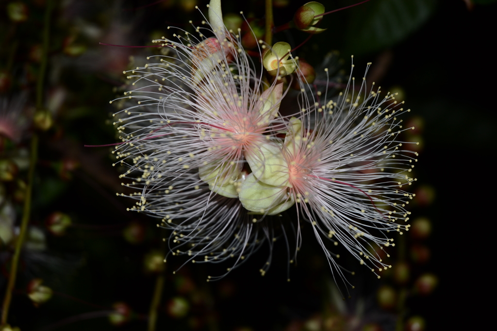 夜に咲く花「サガリバナ」2