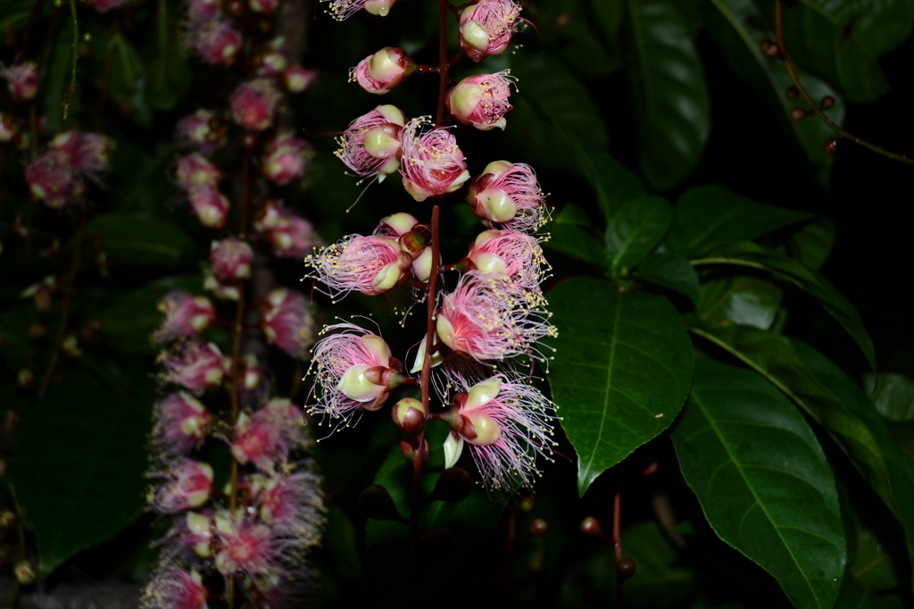 夜に咲く花「サガリバナ」