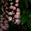 夜に咲く花「サガリバナ」