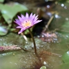 東南植物楽園にて②